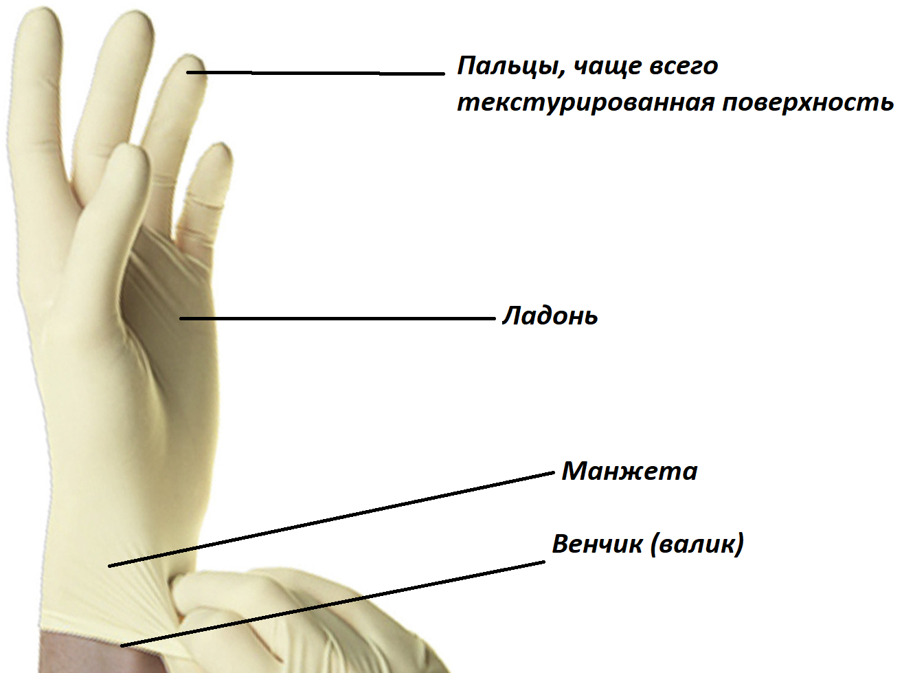 Основные части хирургической перчатки стерильной